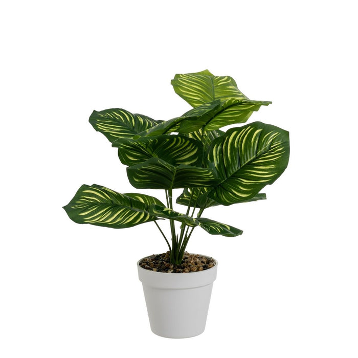 Plante décorative Polyéthylène Plastique Calathea 28 x 28 x 37 cm